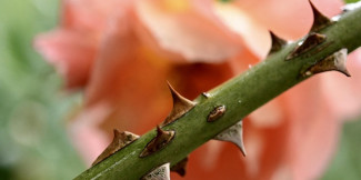 Osternacht 20.4.25 Rosen - Dornen